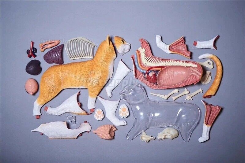 Animal Cat 4d Biology Organ Anatomical Model Medical Teaching Puzzle Assembling